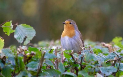 Au nom des oiseaux